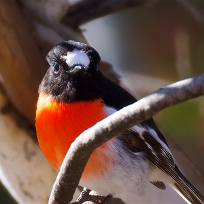 Petroica boodang (Scarlet Robin) at Rendezvous Creek, ACT - Yesterday by jb2602
