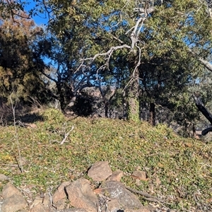 Hedera helix at Kambah, ACT - Yesterday by HelenCross