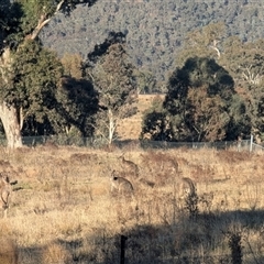 Macropus giganteus (Eastern Grey Kangaroo) at Kambah, ACT - Yesterday by HelenCross