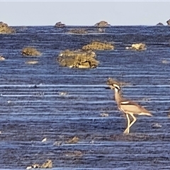 Esacus magnirostris (Beach Stone-curlew) at Undefined - Yesterday by Mike
