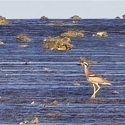 Esacus magnirostris (Beach Stone-curlew) at Undefined - Yesterday by Mike