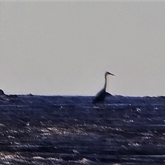 Unverified Colonial nesters (Herons, Cormorants, etc) at Undefined - Yesterday by Mike