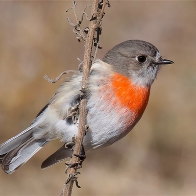 Petroica boodang (Scarlet Robin) at Rendezvous Creek, ACT - Yesterday by jb2602