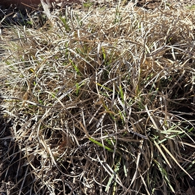 Lomandra filiformis (Wattle Mat-rush) at Watson, ACT - 14 Jul 2025 by HappyWanderer