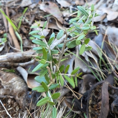 Unverified Other Shrub at Watson, ACT - Yesterday by HappyWanderer