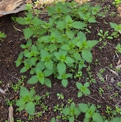 Urtica urens (Small Nettle) at Watson, ACT - Yesterday by HappyWanderer