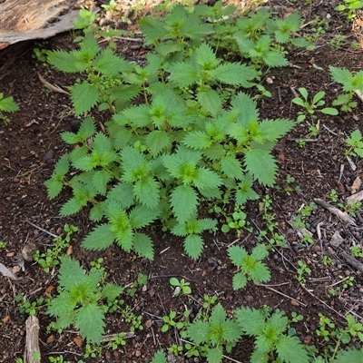 Urtica urens (Small Nettle) at Watson, ACT - Yesterday by HappyWanderer