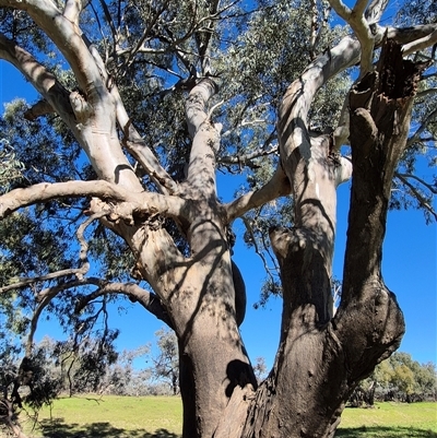 Eucalyptus (genus) at North Bourke, NSW - 7 Jul 2025 by MB