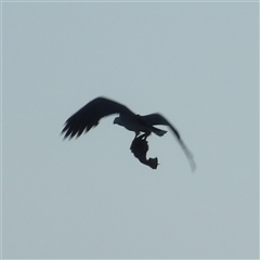 Aquila audax at Evans Head, NSW - 7 Jul 2025 by MatthewFrawley