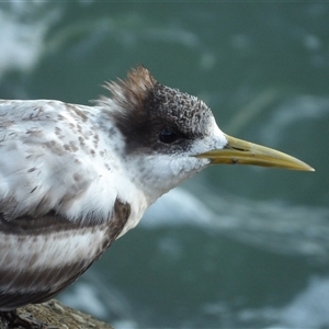 Thalasseus bergii at Evans Head, NSW - 7 Jul 2025 by MatthewFrawley