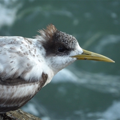 Thalasseus bergii at Evans Head, NSW - 7 Jul 2025 by MatthewFrawley