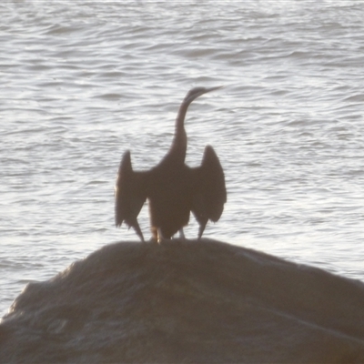 Anhinga novaehollandiae at Evans Head, NSW - 7 Jul 2025 by MatthewFrawley