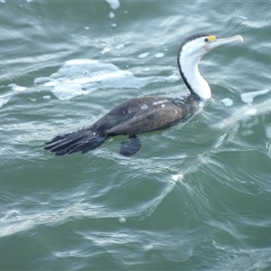 Phalacrocorax varius at Evans Head, NSW - 7 Jul 2025 by MatthewFrawley