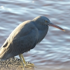 Egretta novaehollandiae at Evans Head, NSW - 7 Jul 2025 by MatthewFrawley