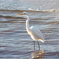 Ardea alba at Evans Head, NSW - 7 Jul 2025 by MatthewFrawley