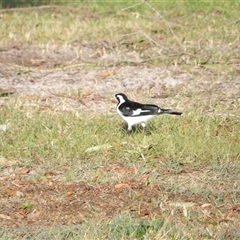 Grallina cyanoleuca at Evans Head, NSW - 7 Jul 2025 by MatthewFrawley