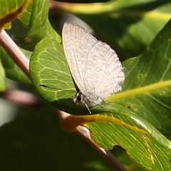 Zizina otis (Common Grass-Blue) at East Ballina, NSW - 8 Jul 2025 by MatthewFrawley