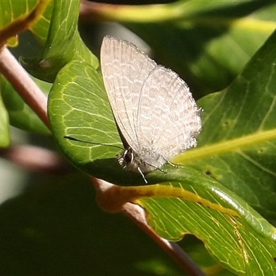 Zizina otis (Common Grass-Blue) at East Ballina, NSW - 8 Jul 2025 by MatthewFrawley