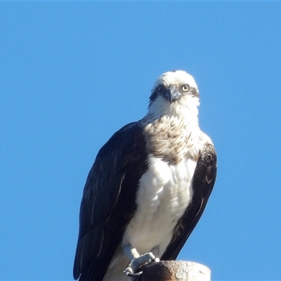 Pandion haliaetus at East Ballina, NSW - 8 Jul 2025 by MatthewFrawley