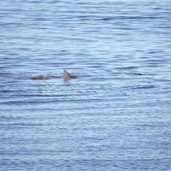 Tursiops truncatus at East Ballina, NSW - 8 Jul 2025 by MatthewFrawley