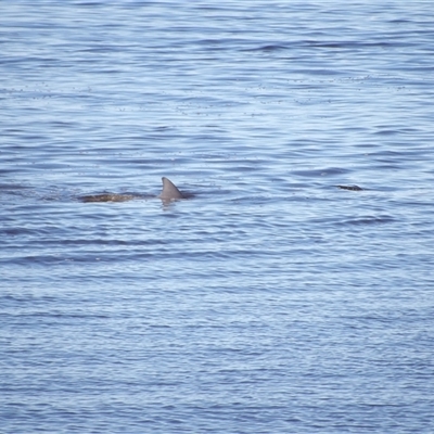 Tursiops truncatus at East Ballina, NSW - 8 Jul 2025 by MatthewFrawley