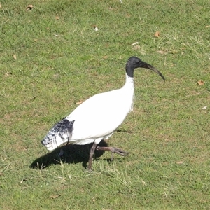 Threskiornis molucca at East Ballina, NSW - 8 Jul 2025 11:50 AM