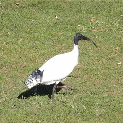 Threskiornis molucca at East Ballina, NSW - 8 Jul 2025 by MatthewFrawley