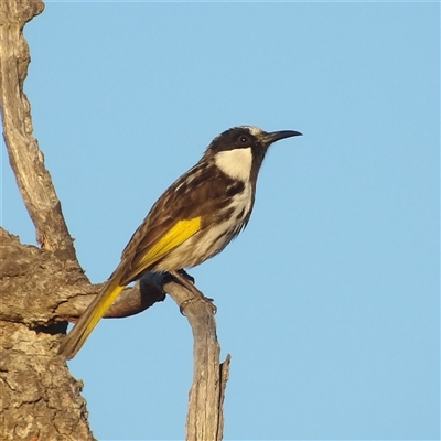 Phylidonyris niger at Broadwater, NSW - 8 Jul 2025 by MatthewFrawley