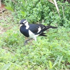 Grallina cyanoleuca at East Ballina, NSW - 9 Jul 2025 by MatthewFrawley