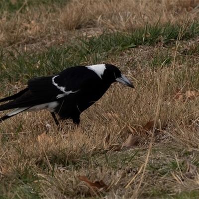 Gymnorhina tibicen at Belconnen, ACT - Today by AlisonMilton
