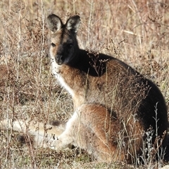 Notamacropus rufogriseus at Kambah, ACT - Yesterday by HelenCross