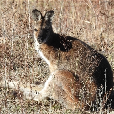 Notamacropus rufogriseus at Kambah, ACT - Yesterday by HelenCross