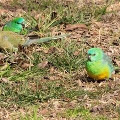 Psephotus haematonotus at Belconnen, ACT - Today by AlisonMilton