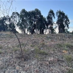 Indigofera australis subsp. australis (Australian Indigo) at Casey, ACT - Today by Untidy