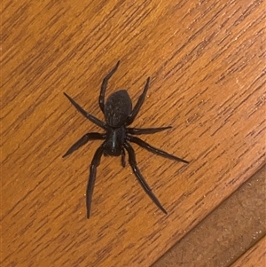 Badumna insignis (Black House Spider) at Latham, ACT - Today by courtney257