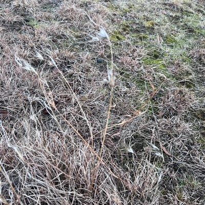 Themeda triandra (Kangaroo Grass) at Casey, ACT - Today by Untidy