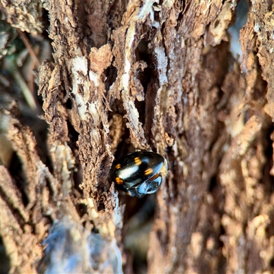Paropsisterna octosignata (Eucalyptus leaf beetle) at Parkes, ACT - Today by Hejor1