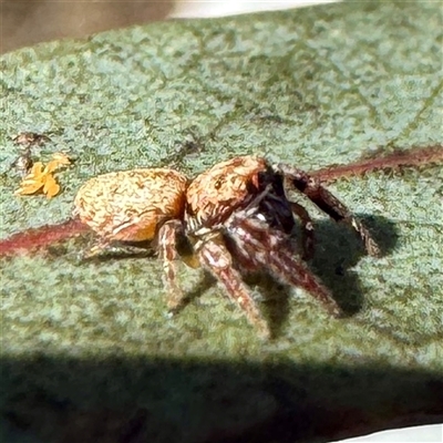 Opisthoncus sp. (genus) at Russell, ACT - 14 Jul 2025 by Hejor1
