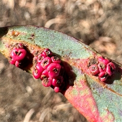 Eucalyptus insect gall at Russell, ACT - Yesterday by Hejor1