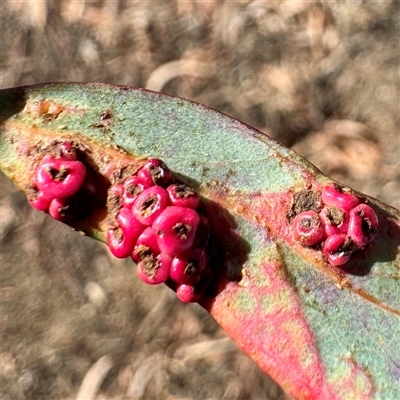 Eucalyptus insect gall at Russell, ACT - Yesterday by Hejor1