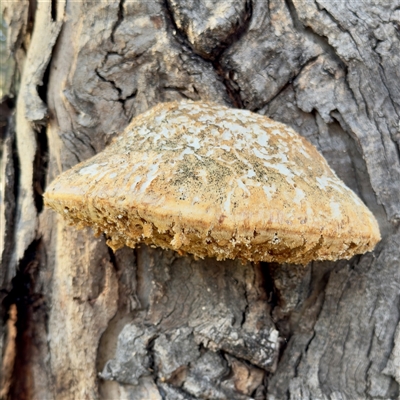 Laetiporus portentosus at Russell, ACT - Yesterday by Hejor1