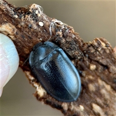 Pterohelaeus (genus) at Barton, ACT - Yesterday by Hejor1