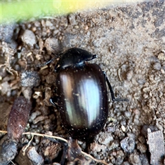 Chalcopteroides sp. (genus) at Parkes, ACT - Yesterday by Hejor1