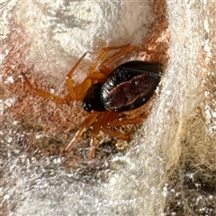 Euryopis umbilicata (Striped tick spider) at Russell, ACT - Yesterday by Hejor1