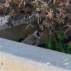 Manorina melanocephala at Russell, ACT - 14 Jul 2025 01:21 PM