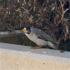 Manorina melanocephala at Russell, ACT - 14 Jul 2025 01:21 PM