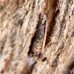 Trigonocyttara clandestina at Parkes, ACT - Yesterday by Hejor1