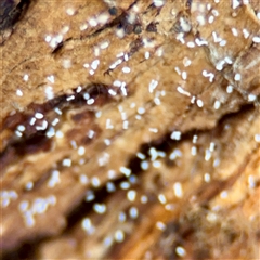 Neuroptera (order) at Parkes, ACT - Today by Hejor1