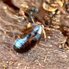 Blattidae sp. (family) (Unidentified blattid cockroach) at Russell, ACT - Yesterday by Hejor1