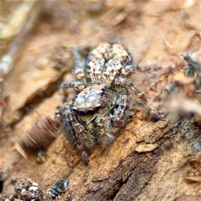 Servaea incana (Hoary Servaea) at Parkes, ACT - Yesterday by Hejor1